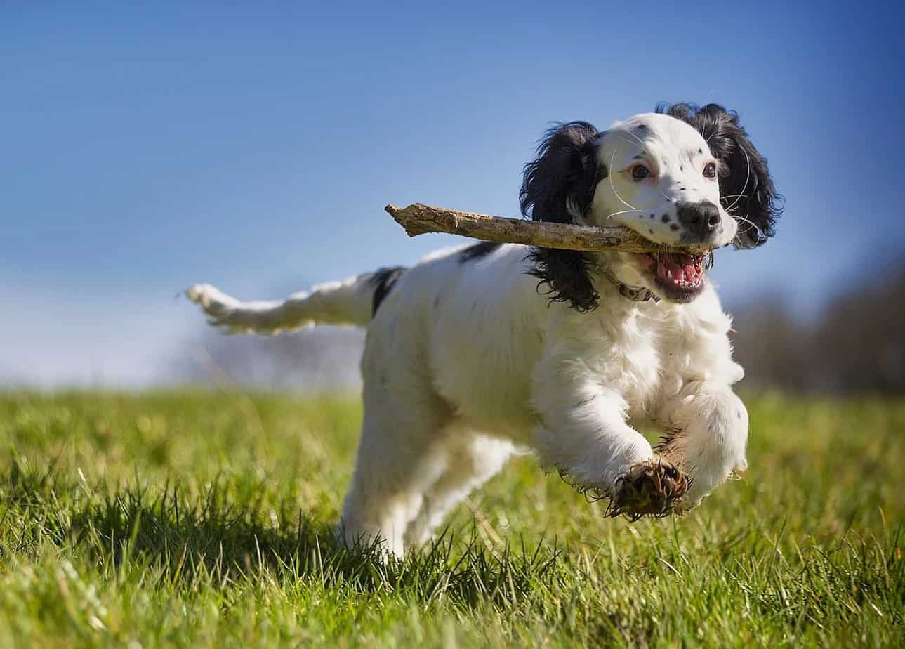 losloop hond kopie losloop hond kopie